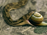 snake Eating-snail